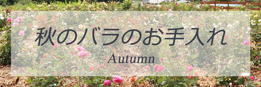 季節のバラのお手入れ秋トップページリンク