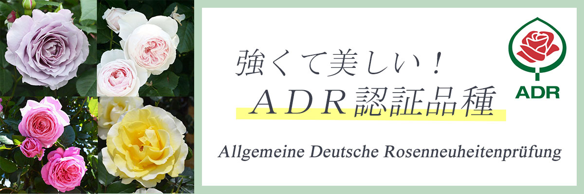 強健で美しいバラADRトップページリンク