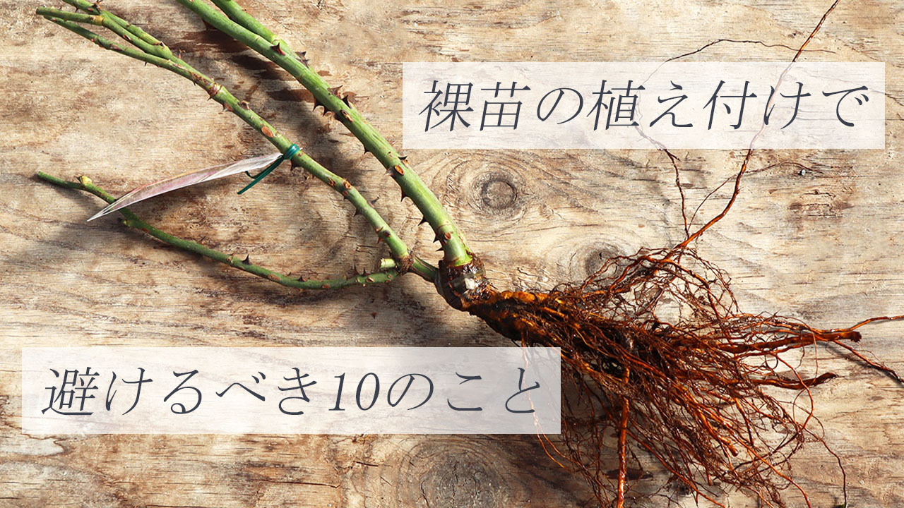 裸苗の植え付けで避けるべき10のことトップページリンク