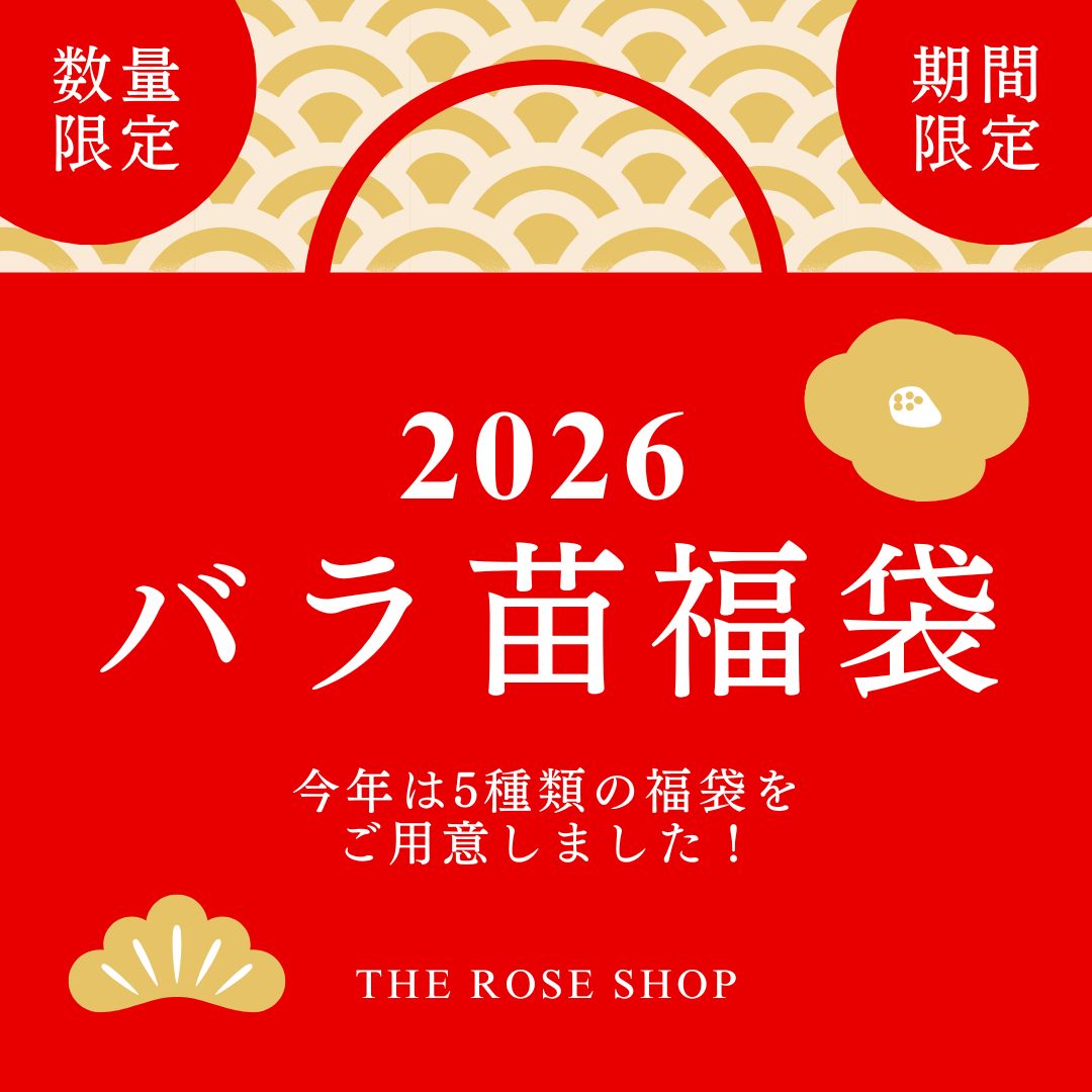バラ苗福袋