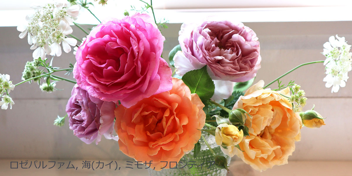 Rose for You | THE ROSE SHOP｜バラ専門店 ザローズショップ 本店 - バラ苗の通販