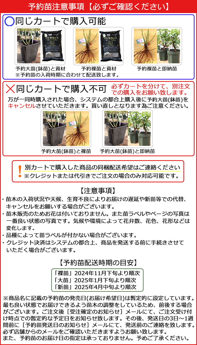 予約苗 バラ苗 【アシュリー】 (大苗) シュラブ 半つる性 返り咲き 中大輪 ピンク系 タンタウ 国産苗 6号スリット鉢 【2025年1月下旬順次配送】  | THE ROSE SHOP｜バラ専門店 ザローズショップ 本店 - バラ苗の通販