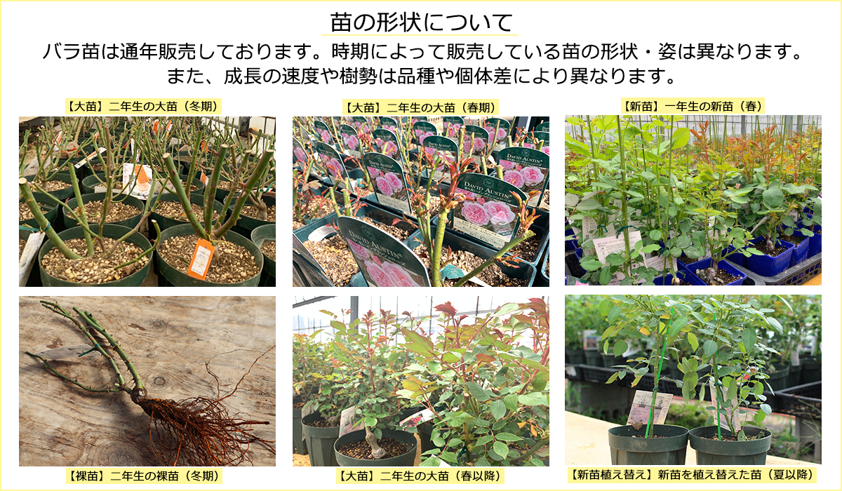 バラ苗 マチネ 国産大苗6号スリット鉢 フロリバンダ(FL) 四季咲き中輪 紫系 THE ROSE SHOP|バラ専門店 ザローズショップ 本店 バラ苗の通販 バラ苗 ハミングバード 6号スリット鉢 フロリバンダ(FL) 四季咲き中輪 複色系
