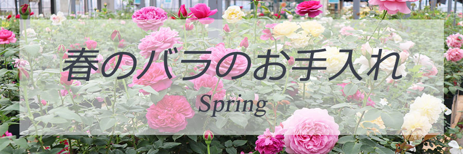 季節のバラのお手入れ春トップページリンク