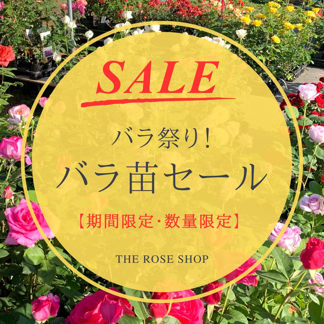 バラ苗セール