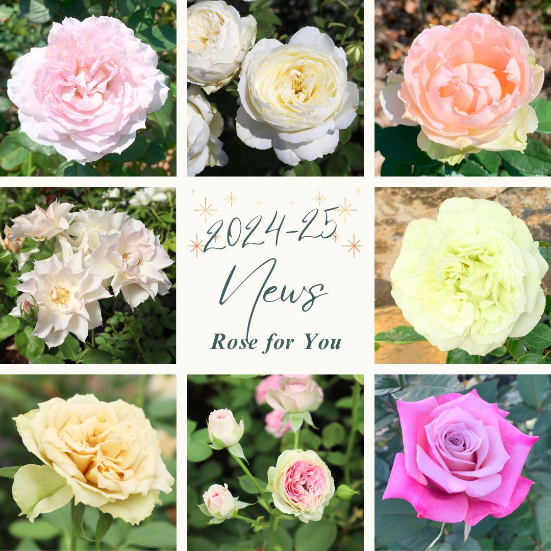 Rose for You | THE ROSE SHOP｜バラ専門店 ザローズショップ 本店 - バラ苗の通販