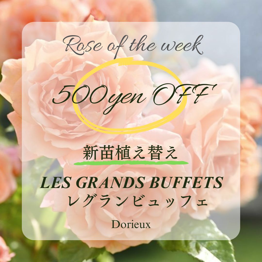 THE ROSE SHOP｜バラ専門店 ザローズショップ 本店 - バラ苗の通販