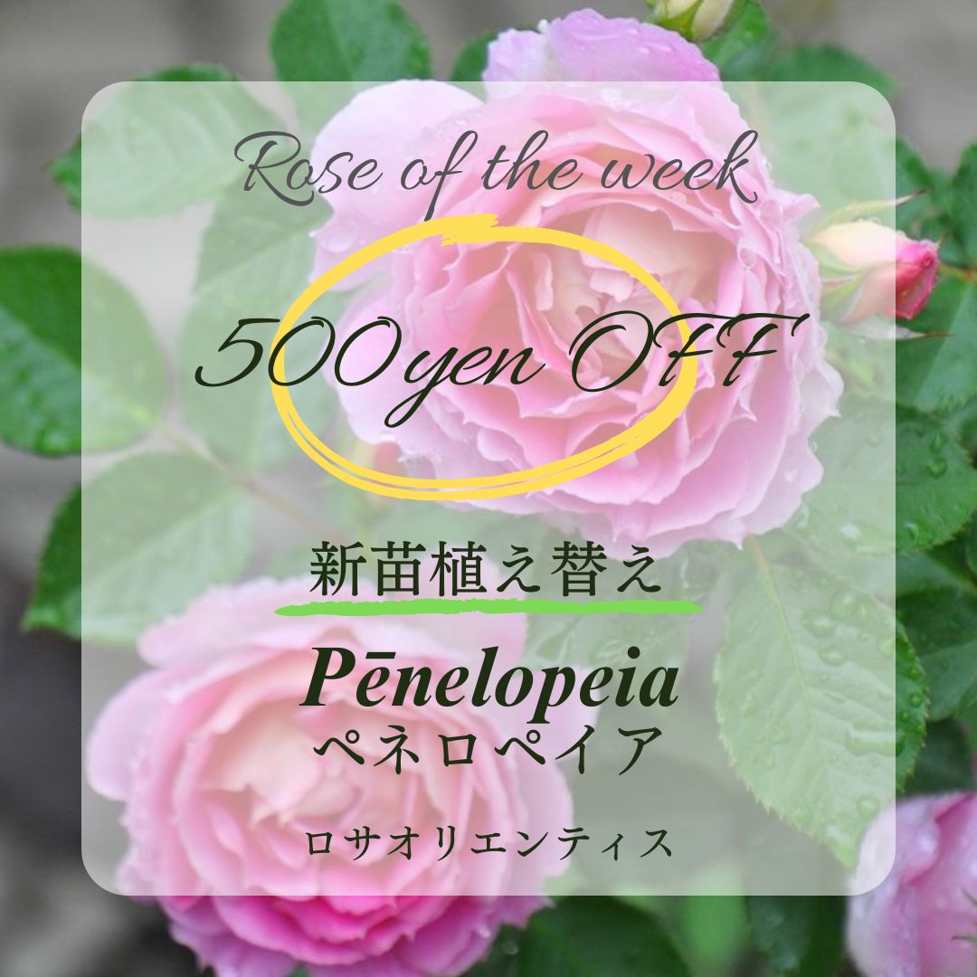 今週のお得なバラ苗