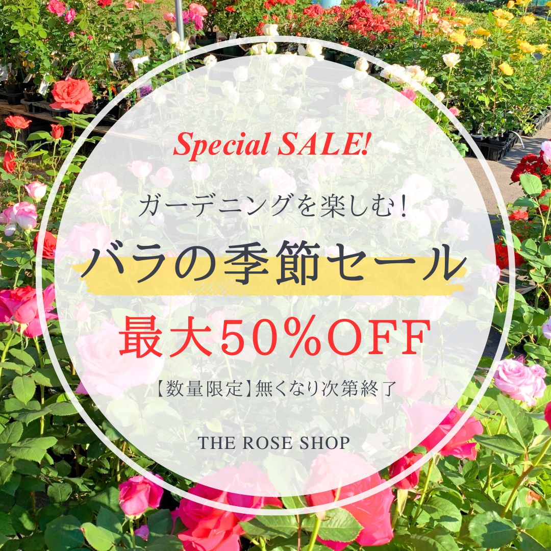 THE ROSE SHOP｜バラ専門店 ザローズショップ 本店 - バラ苗の通販