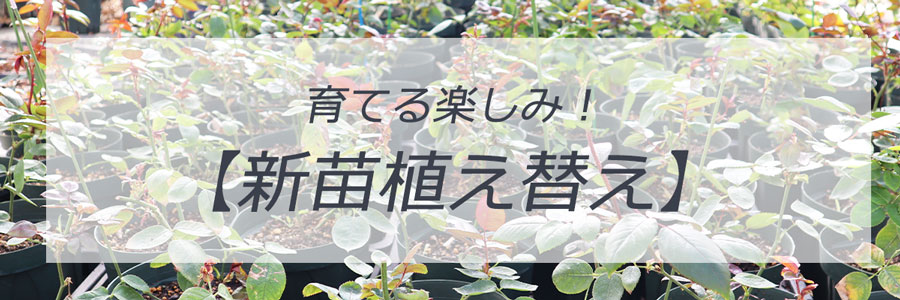 バラ苗新苗植え替えページリンク