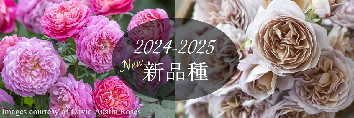バラ新品種・新入荷品種 2024-2025年トップページリンク