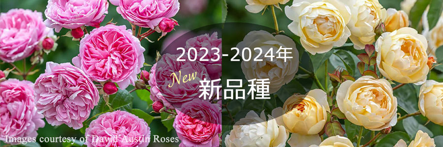 バラ苗2023-2024年新品種ページリンク