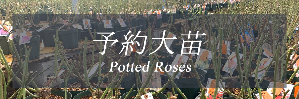 バラ苗予約大苗トップページリンク