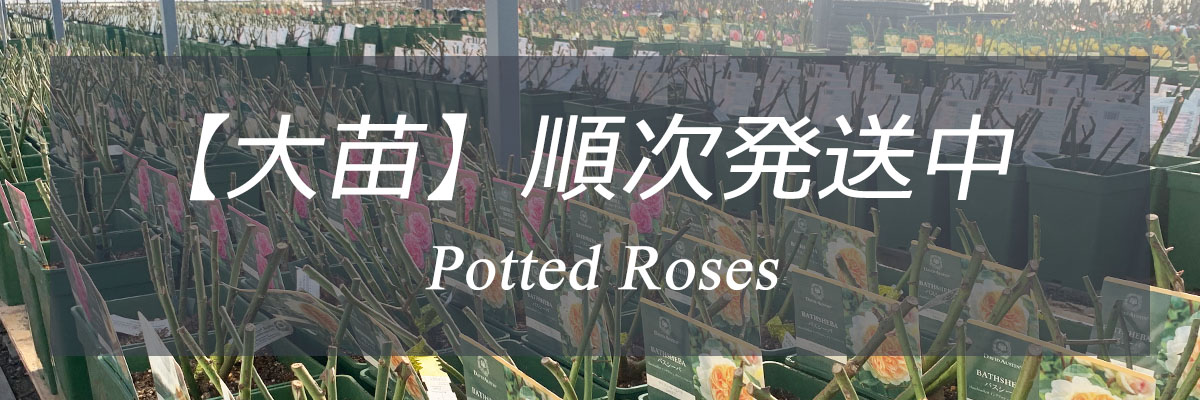 THE ROSE SHOP｜バラ専門店 ザローズショップ 本店 - バラ苗の通販