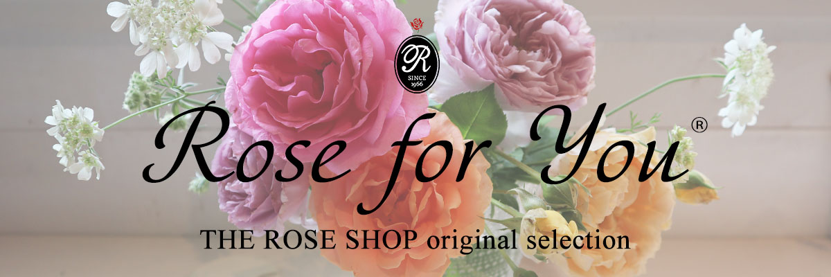 THE ROSE SHOP オリジナル8号角鉢（あすつく対象商品）