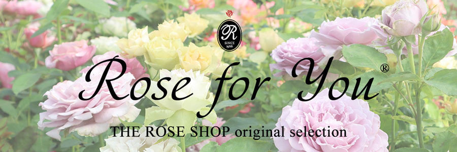 バラ苗roseforyouトップページリンク