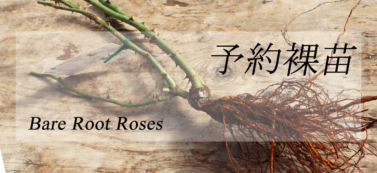 バラ苗予約裸苗トップページリンク