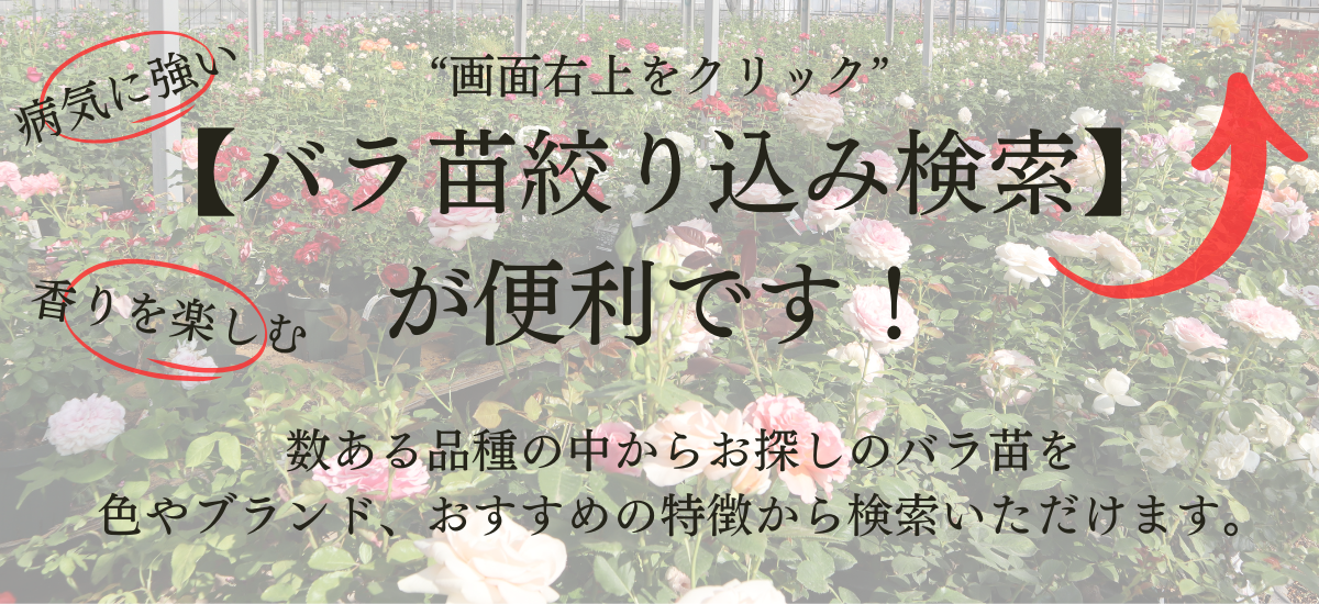 THE ROSE SHOP｜バラ専門店 ザローズショップ 本店 - バラ苗の通販
