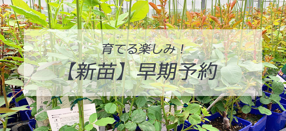 バラ の販売についてのお問い合わせ専用 - 観葉植物