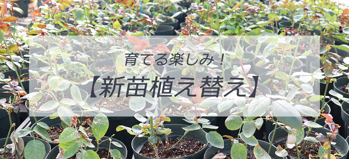 バラ苗新苗植え替え苗トップページ