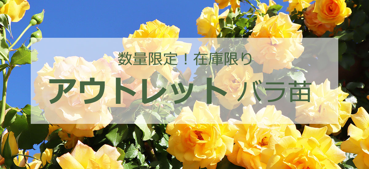 バラ苗アウトレット苗トップページ