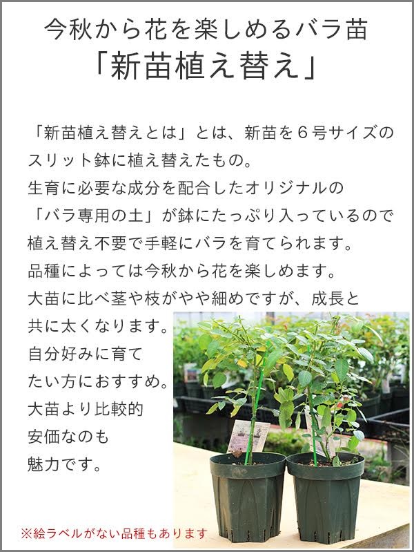 バラ苗 【フロンティア】 (新苗植え替え) ハイブリッドティー