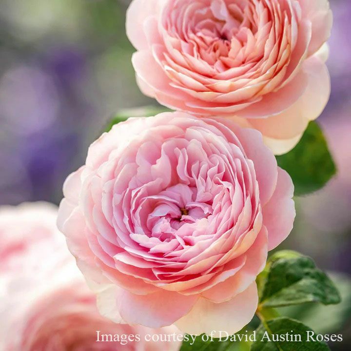 バラ苗クイーンオブスウェーデン