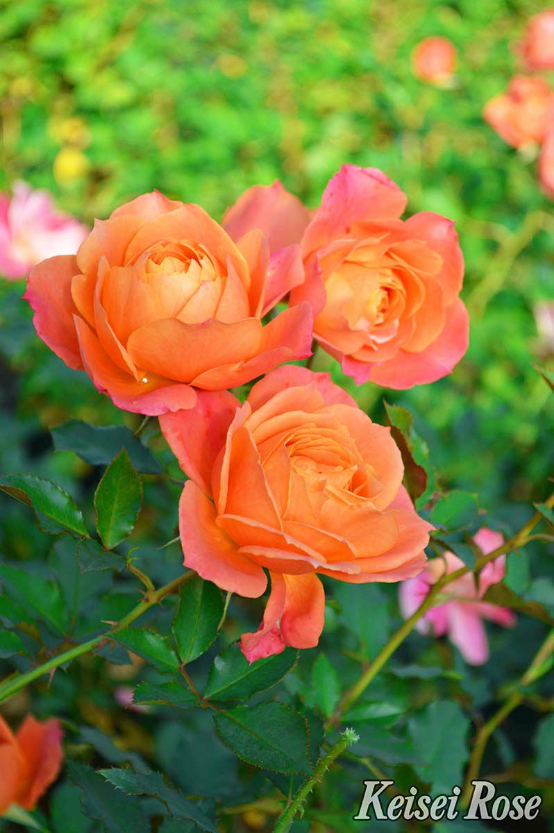 バラ苗ディズニーランドローズ