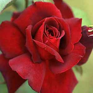 バラ苗オクラホマ