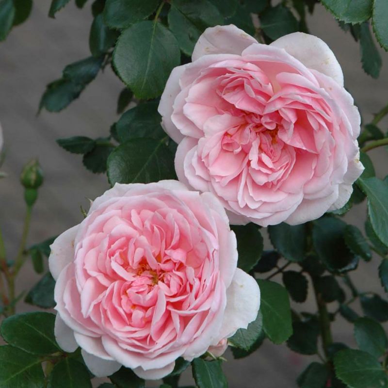 【貴重美品】湖に咲く薔薇 百花の頂点に君臨するバラ。その比類ない美しさの秘密とは