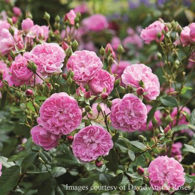 香りのバラ(強香種) | THE ROSE SHOP｜バラ専門店 ザローズ