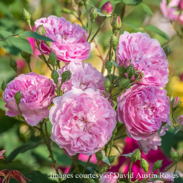 バラ苗ハーロウカー