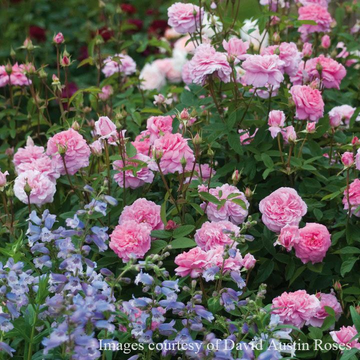 薔薇大苗専用 バラ苗 沙紗 (サーシャ) (大苗) ハイブリッドティー 四季咲き