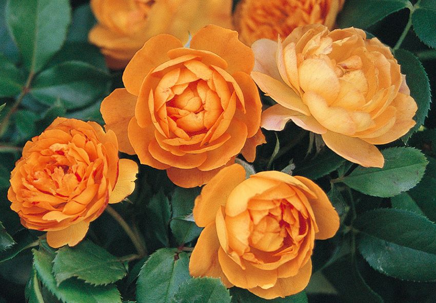 バラ苗ハニーキャラメル