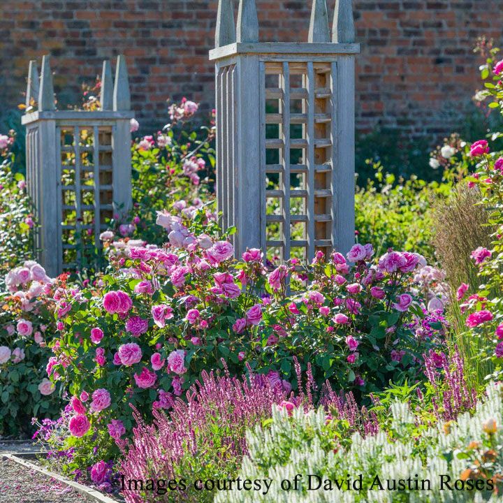 バラ苗ガートルードジェキル