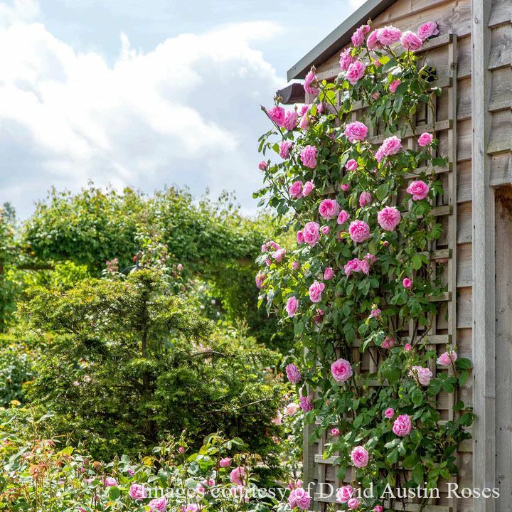 バラ苗ガートルードジェキル
