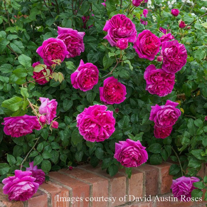 バラ苗ヤングリシダス