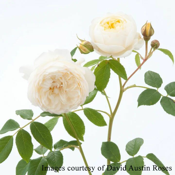 バラ苗クレアオースチン