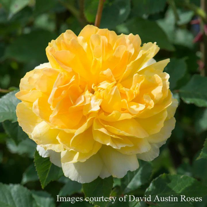 バラ苗モリニュー