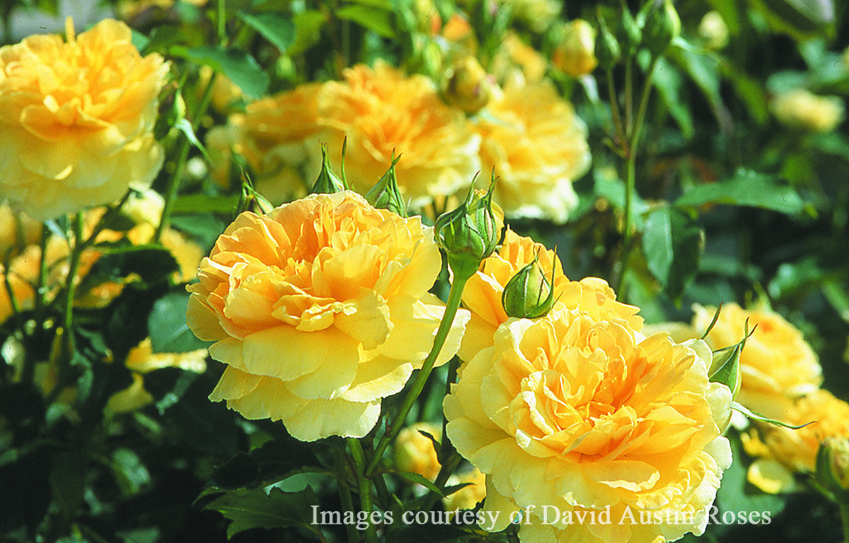 バラ苗モリニュー