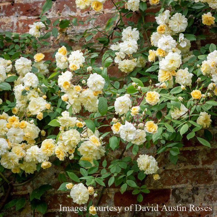 バラ苗モーヴァンヒルズ