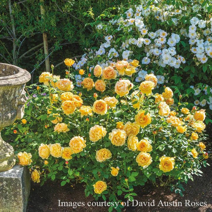 バラ苗ゴールデンセレブレーション