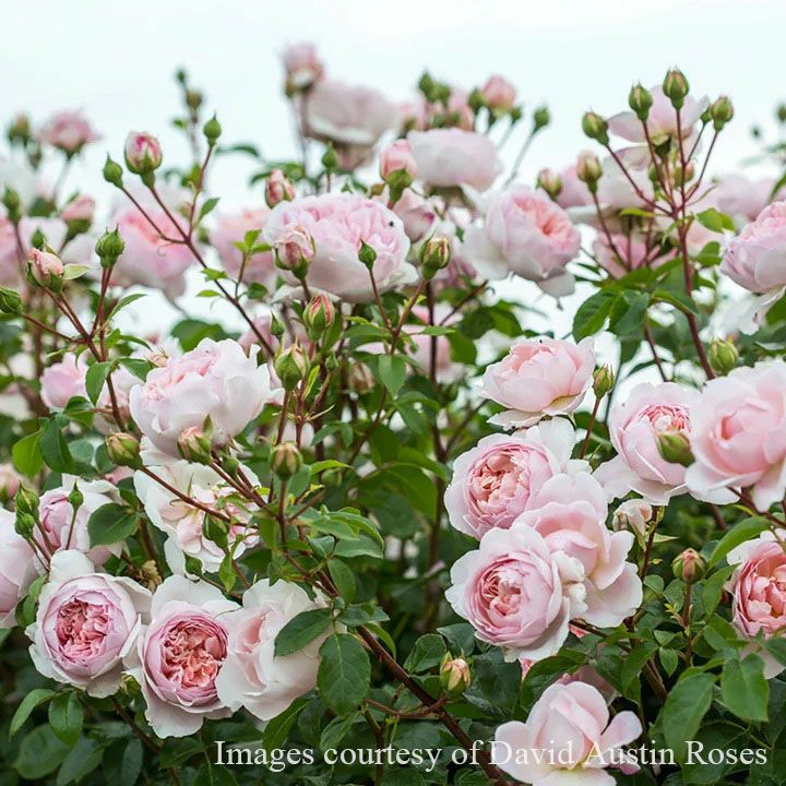 バラ苗ワイルドイブ