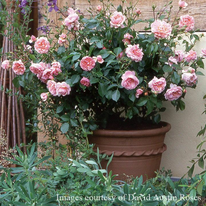 バラ苗ワイルドイブ