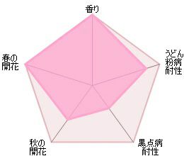 バラ苗ジュビリーセレブレーション