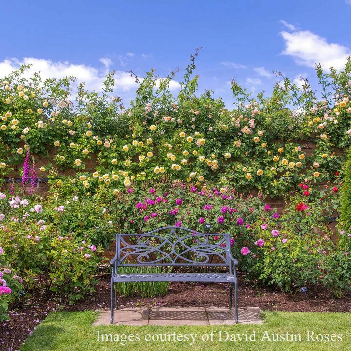 バラ苗ザピルグリム