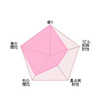 バラ苗ザウェッジウッドローズ