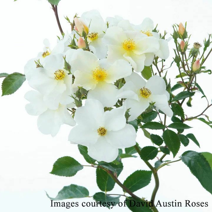 バラ苗キューガーデン