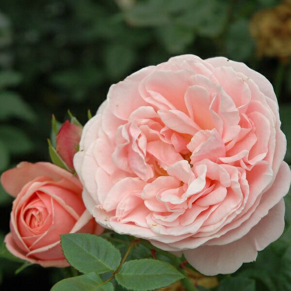 バラ苗アフロディーテ