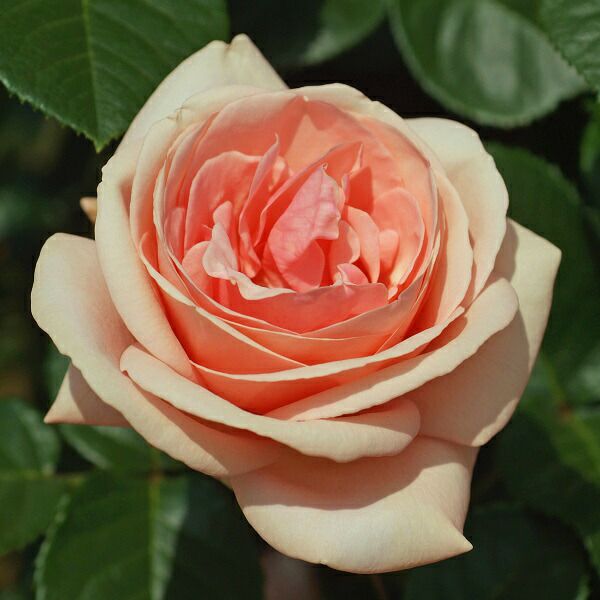 バラ苗アフロディーテ